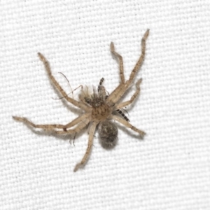 Sparassidae (family) at Hackett, ACT - 8 Apr 2019