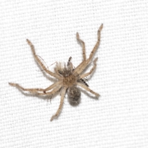 Sparassidae (family) at Hackett, ACT - 8 Apr 2019 08:13 PM