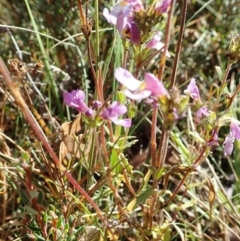 Euphrasia caudata at Bimberi, NSW - 20 Apr 2019