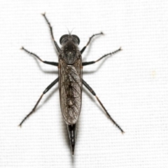 Cerdistus sp. (genus) (Slender Robber Fly) at Hackett, ACT - 8 Apr 2019 by AlisonMilton