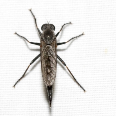 Cerdistus sp. (genus) (Slender Robber Fly) at Hackett, ACT - 8 Apr 2019 by AlisonMilton