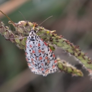 Utetheisa pulchelloides at Stromlo, ACT - 21 Apr 2019 03:47 PM