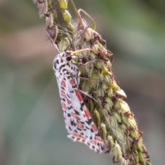 Utetheisa pulchelloides at Stromlo, ACT - 21 Apr 2019