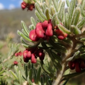 Grevillea lanigera at Bimberi, NSW - 20 Apr 2019