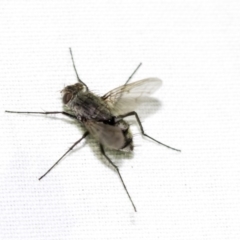 Senostoma sp. (genus) at Hackett, ACT - 8 Apr 2019 08:19 PM