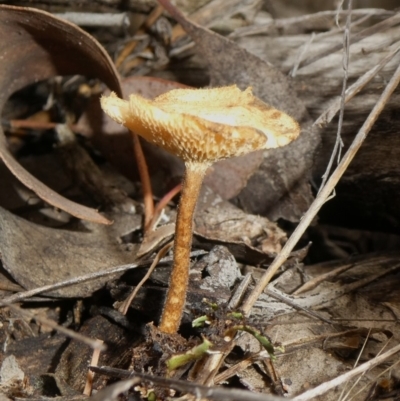 Lentinus arcularius (Fringed Polypore) at Tuggeranong Hill - 23 Apr 2019 by Owen