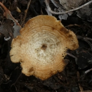 Lentinus arcularius at Theodore, ACT - 23 Apr 2019