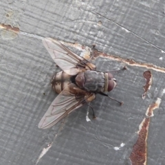 Prodiaphania sp. (genus) (A Tachinid fly) at Majura, ACT - 23 Apr 2019 by Christine