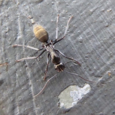 Camponotus aeneopilosus (A Golden-tailed sugar ant) at Majura, ACT - 23 Apr 2019 by Christine