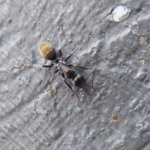 Camponotus aeneopilosus at Majura, ACT - 23 Apr 2019