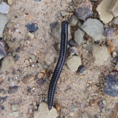 Ommatoiulus moreleti (Portuguese Millipede) at Majura, ACT - 23 Apr 2019 by Christine