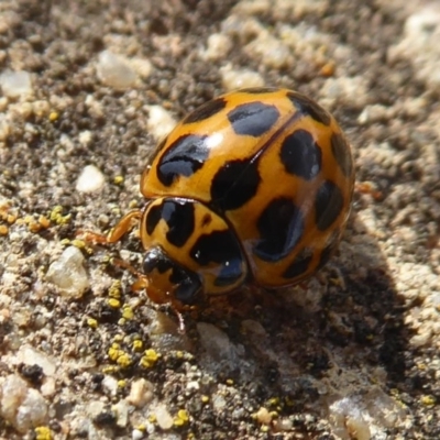 Harmonia conformis (Common Spotted Ladybird) at Majura, ACT - 23 Apr 2019 by Christine