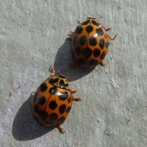 Harmonia conformis at Majura, ACT - 23 Apr 2019