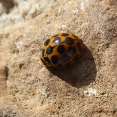 Harmonia conformis at Majura, ACT - 23 Apr 2019