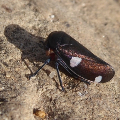 Eurymela distincta (Gumtree leafhopper) at Majura, ACT - 23 Apr 2019 by Christine