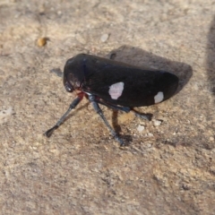 Eurymela distincta at Majura, ACT - 23 Apr 2019 02:26 PM