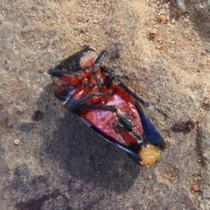 Eurymela distincta at Majura, ACT - 23 Apr 2019 02:26 PM