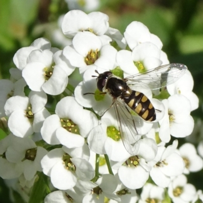Melangyna viridiceps (Hover fly) at National Arboretum Forests - 14 Apr 2019 by JanetRussell
