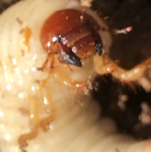 Scarabaeidae (family) at Monash, ACT - 22 Apr 2019