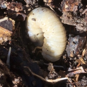 Scarabaeidae (family) at Monash, ACT - 22 Apr 2019