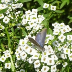 Zizina otis (Common Grass-Blue) at National Arboretum Forests - 14 Apr 2019 by JanetRussell