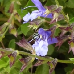 Amegilla sp. (genus) (Blue Banded Bee) at National Arboretum Forests - 14 Apr 2019 by JanetRussell