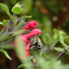 Amegilla sp. (genus) (Blue Banded Bee) at Molonglo Valley, ACT - 14 Apr 2019 by JanetRussell