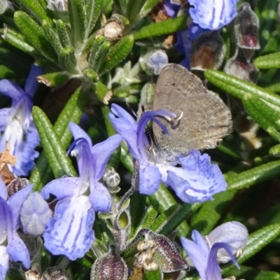 Zizina otis (Common Grass-Blue) at Molonglo Valley, ACT - 14 Apr 2019 by JanetRussell