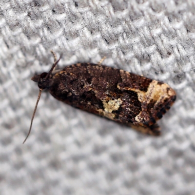 Epitymbia alaudana (Epitymbia alaudana) at O'Connor, ACT - 11 Feb 2019 by ibaird