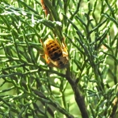 Vespula germanica (European wasp) at Acton, ACT - 23 Apr 2019 by RodDeb