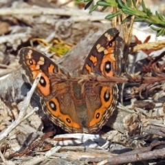 Junonia villida (Meadow Argus) at Acton, ACT - 23 Apr 2019 by RodDeb