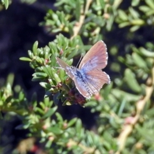 Theclinesthes serpentata at Acton, ACT - 23 Apr 2019