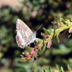 Theclinesthes serpentata at Acton, ACT - 23 Apr 2019 12:55 PM