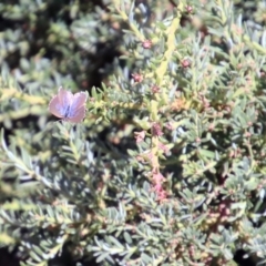 Theclinesthes serpentata at Acton, ACT - 23 Apr 2019 12:55 PM