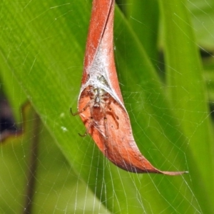 Phonognatha graeffei at Acton, ACT - 23 Apr 2019