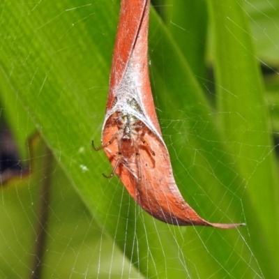 Phonognatha graeffei (Leaf Curling Spider) at ANBG - 23 Apr 2019 by RodDeb