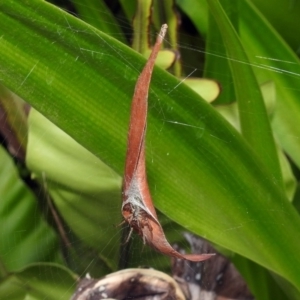 Phonognatha graeffei at Acton, ACT - 23 Apr 2019