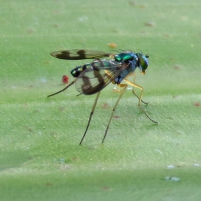 Austrosciapus connexus (Green long-legged fly) at Acton, ACT - 23 Apr 2019 by RodDeb