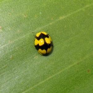 Illeis galbula at Acton, ACT - 23 Apr 2019 03:07 PM