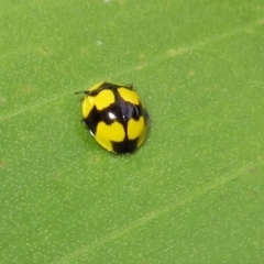 Illeis galbula at Acton, ACT - 23 Apr 2019 03:07 PM