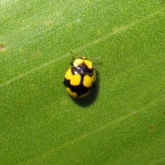 Illeis galbula at Acton, ACT - 23 Apr 2019 03:07 PM