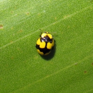 Illeis galbula at Acton, ACT - 23 Apr 2019 03:07 PM