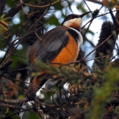 Acanthorhynchus tenuirostris (Eastern Spinebill) at ANBG - 23 Apr 2019 by RodDeb