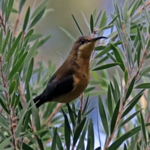 Acanthorhynchus tenuirostris at Hackett, ACT - 23 Apr 2019 03:24 PM