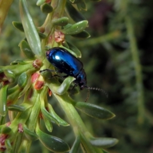 Altica sp. (genus) at Acton, ACT - 23 Apr 2019