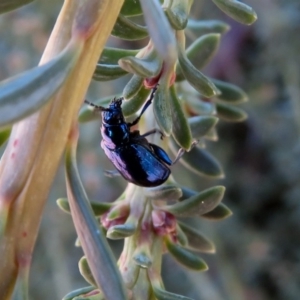 Altica sp. (genus) at Acton, ACT - 23 Apr 2019