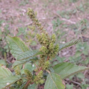 Amaranthus retroflexus at Tennent, ACT - 13 Apr 2019