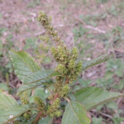 Amaranthus retroflexus (Redroot Amaranth) at Tennent, ACT - 13 Apr 2019 by michaelb