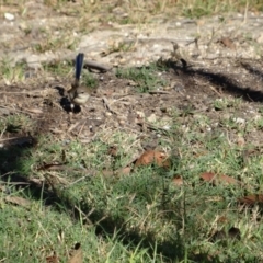 Malurus cyaneus (Superb Fairywren) at Moruya, NSW - 24 Apr 2019 by LisaH