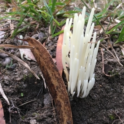 Clavaria alboglobospora at Moruya, NSW - 23 Apr 2019 by LisaH